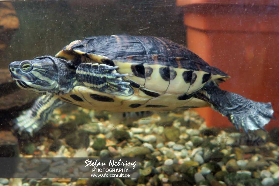 Trachemys scripta (Buchstaben-Schmuckschildkröte)