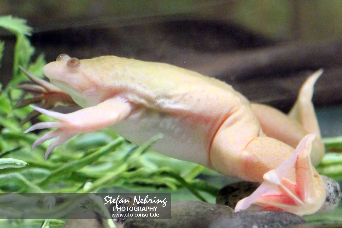 Xenopus laevis (Krallenfrosch)