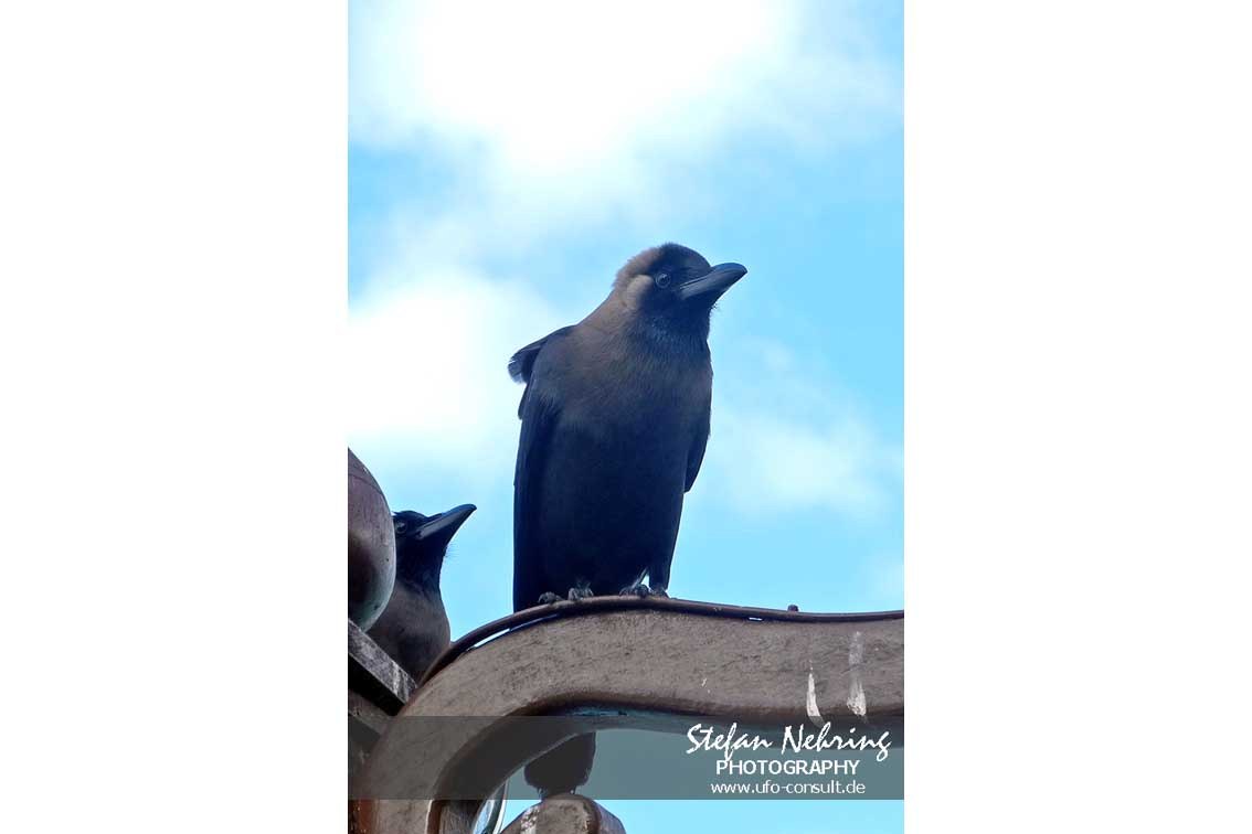 Corvus splendens (Glanzkrähe)