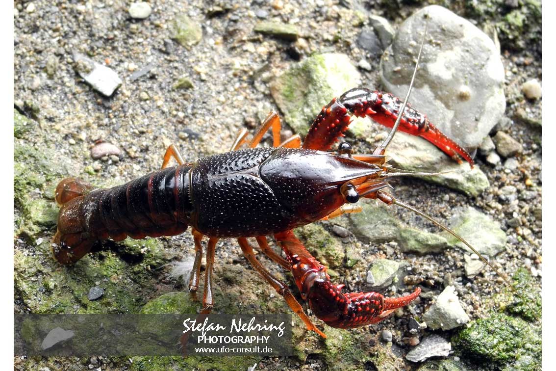 Procambarus clarkii (Roter Amerikanischer Sumpfkrebs)