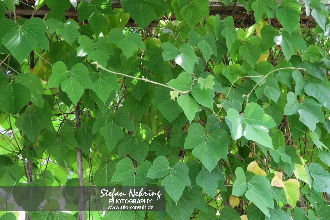 Pueraria lobata (Kudzu)