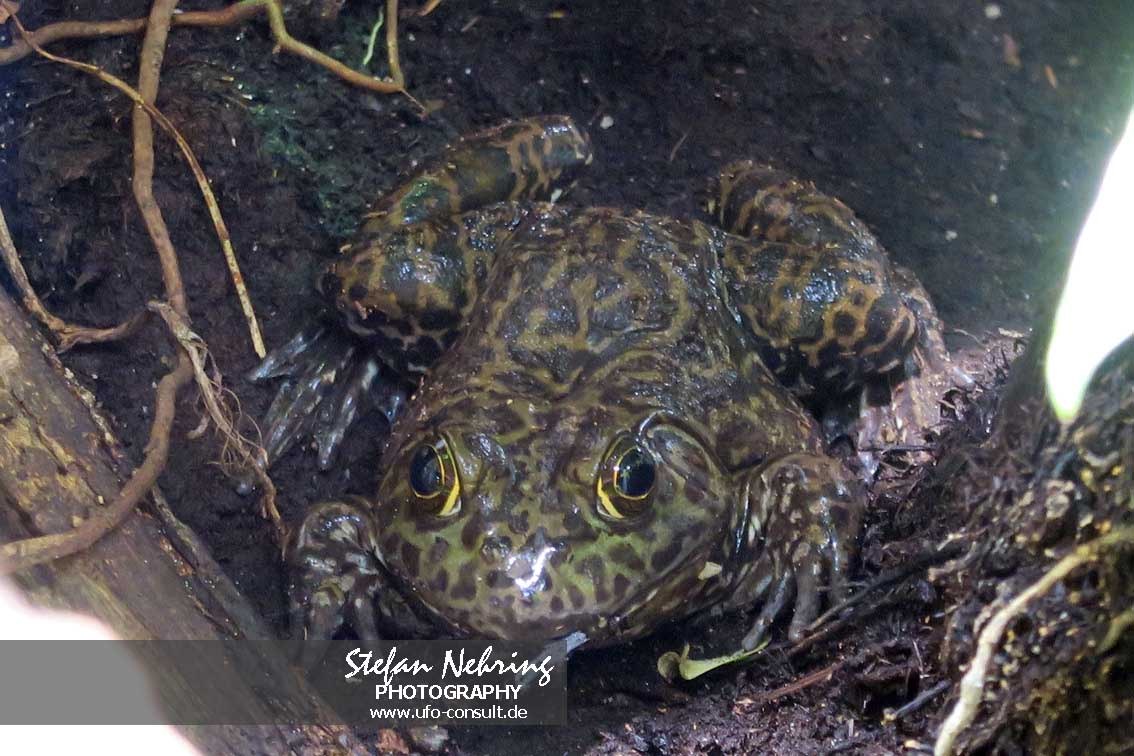 Lithobates catesbeianus (Amerikanischer Ochsenfrosch)