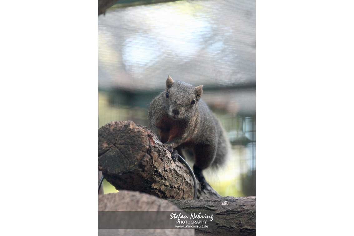 Callosciurus erythraeus (Pallas-Schönhörnchen)