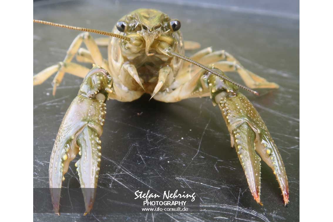 Faxonius immunis (Kalikokrebs)