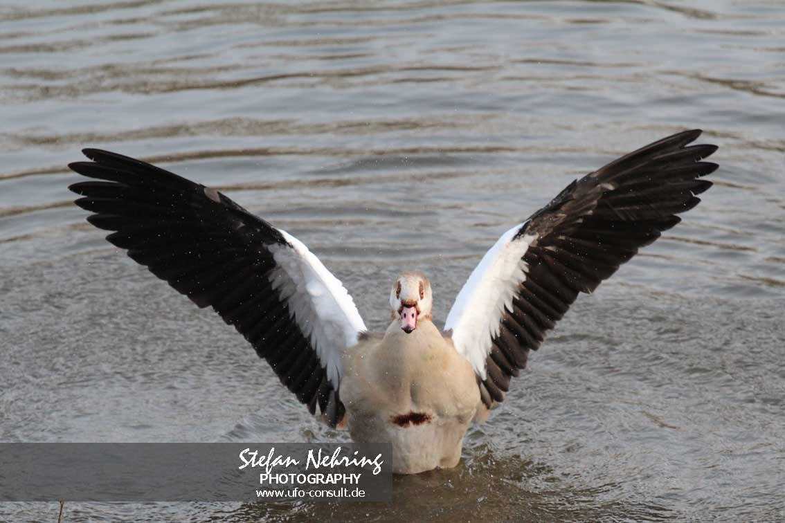Alopochen aegyptiaca (Nilgans)