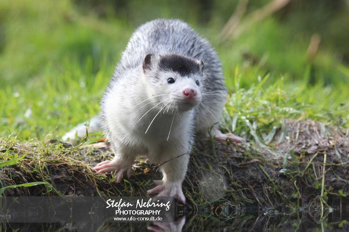 Neogale vison (Mink)