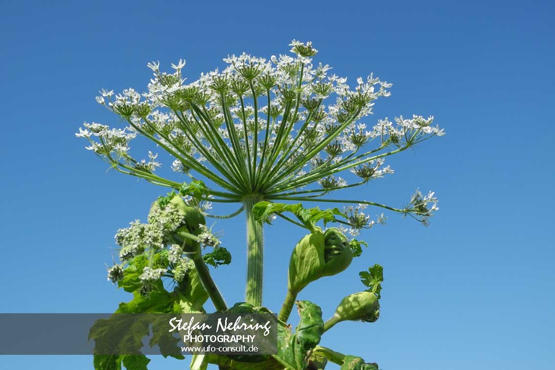 Heracleum mantegazzianum (Riesenbärenklau)
