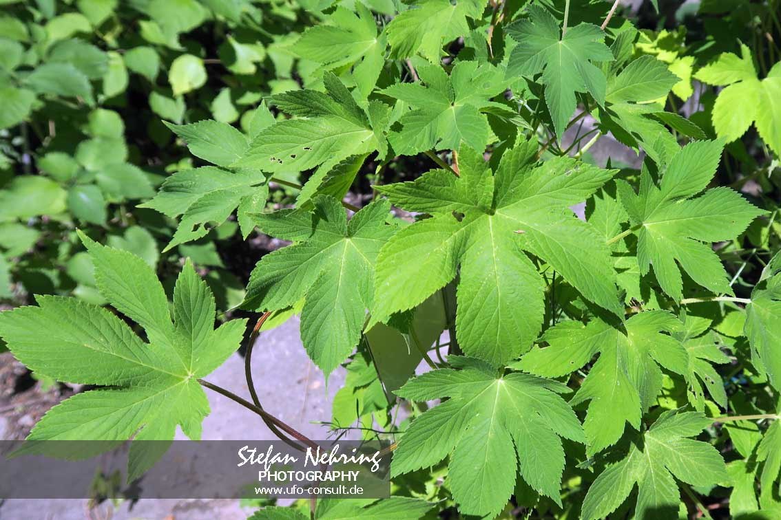 Humulus scandens (Japanischer Hopfen)
