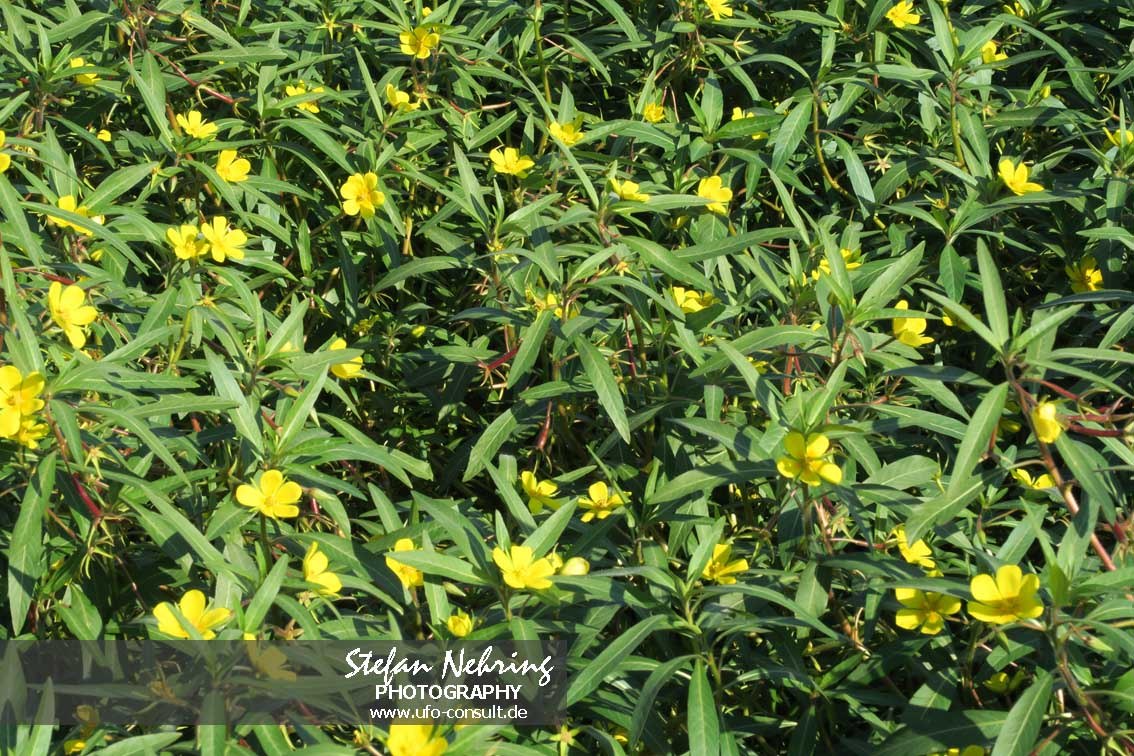 Ludwigia grandiflora (Großblütiges Heusenkraut)