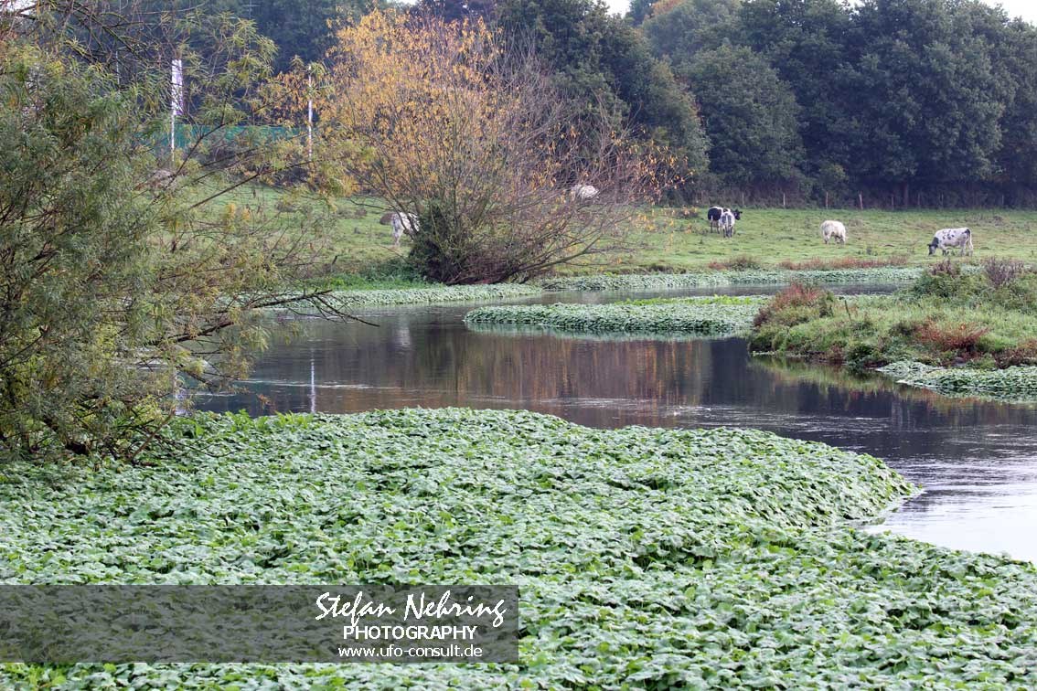 Hydrocotyle ranunculoides (Großer Wassernabel)