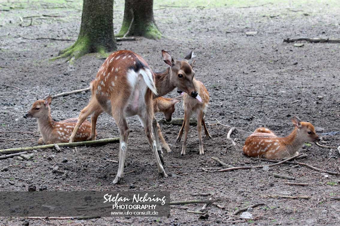 Cervus nippon (Sika)
