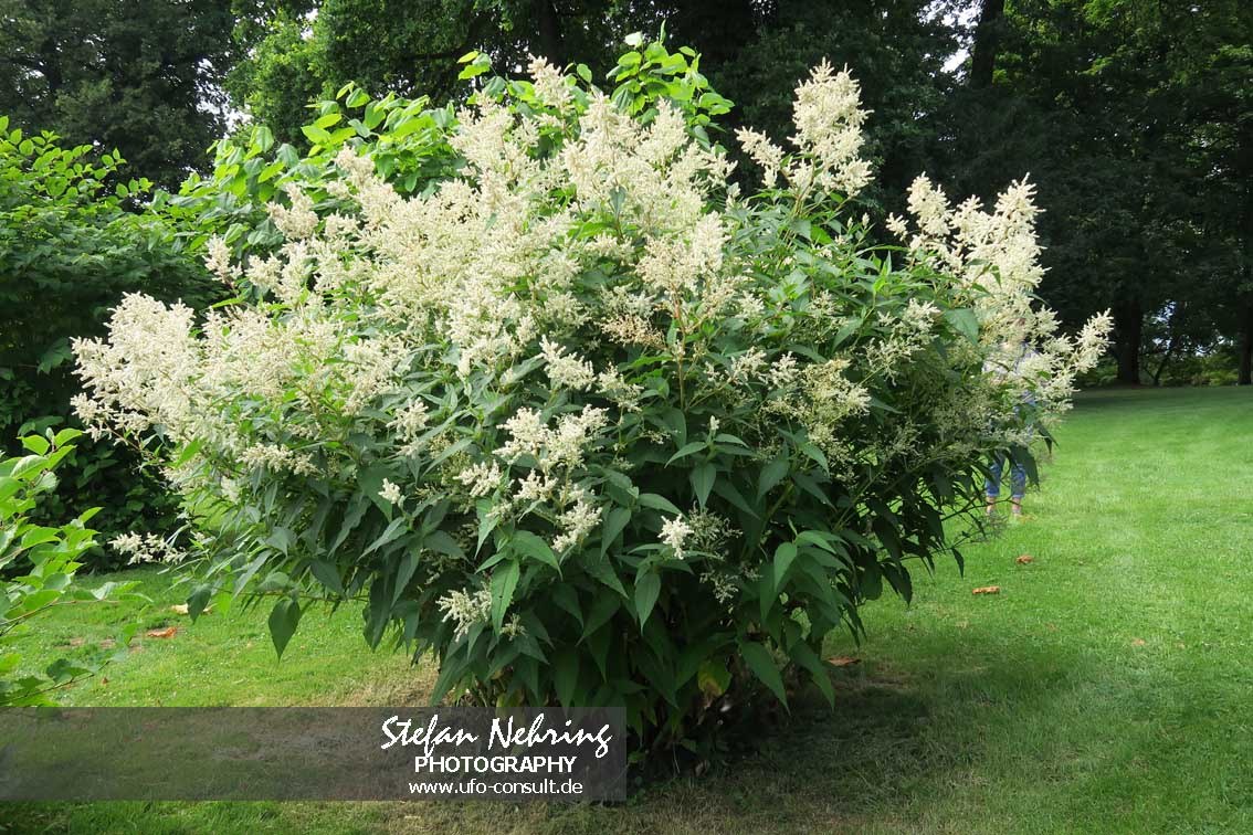 Koenigia polystachya (Flieder-Knöterich)