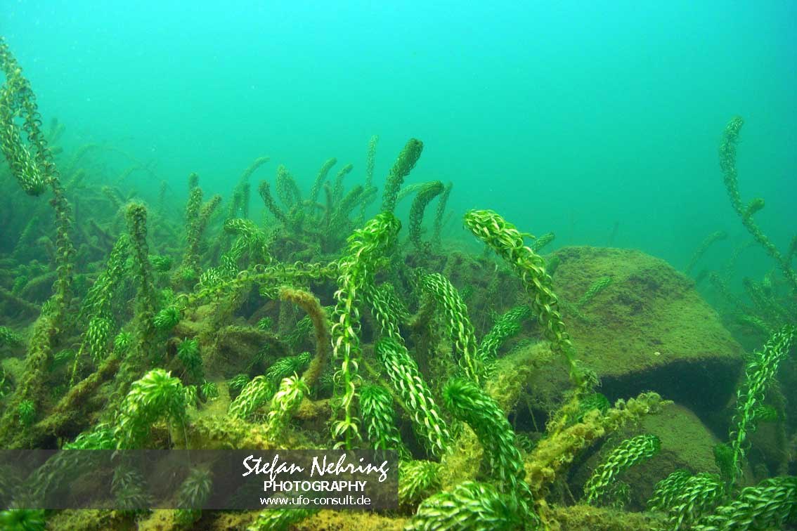 Lagarosiphon major (Wechselblatt-Wasserpest)