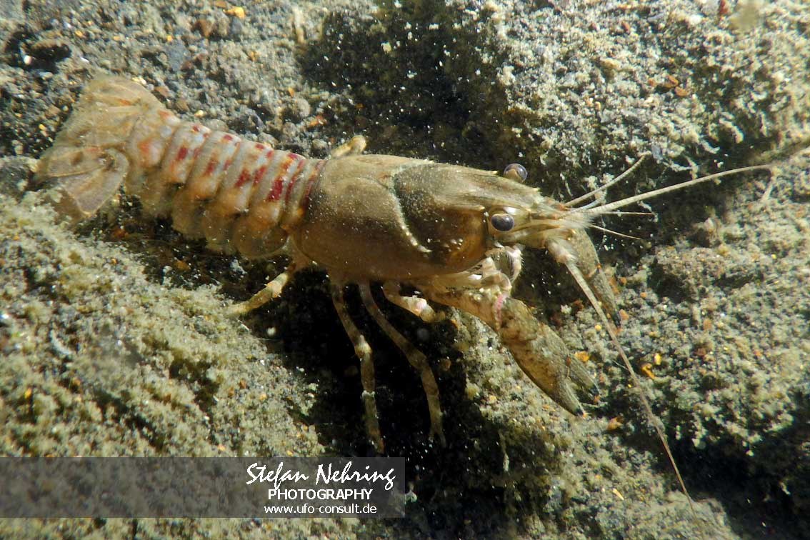Faxonius limosus (Kamberkrebs)