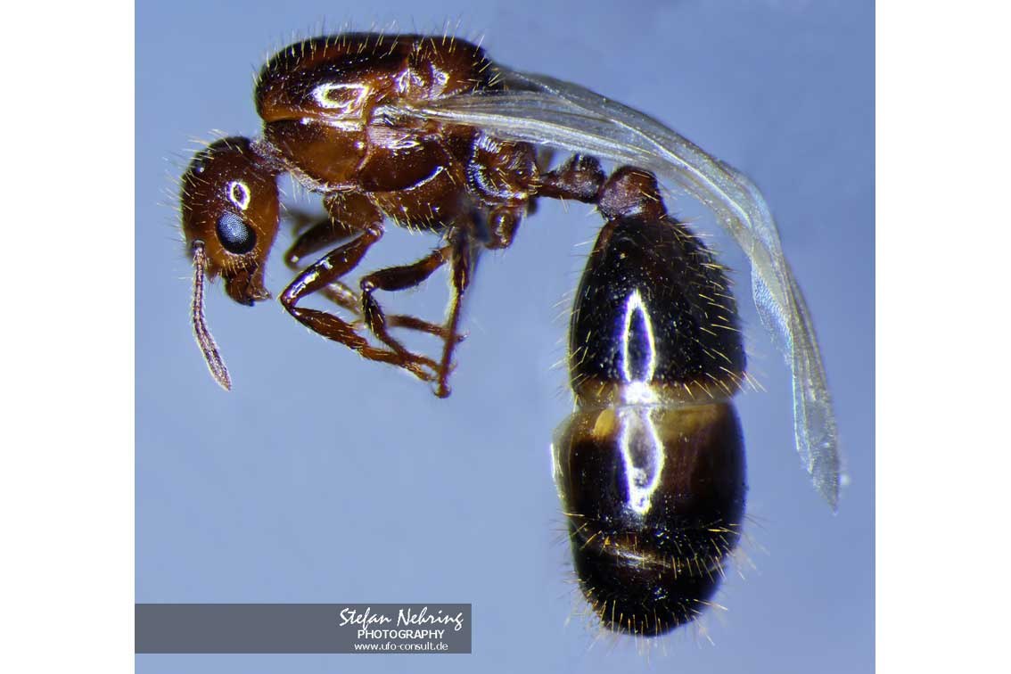 Solenopsis invicta (Rote Feuerameise)