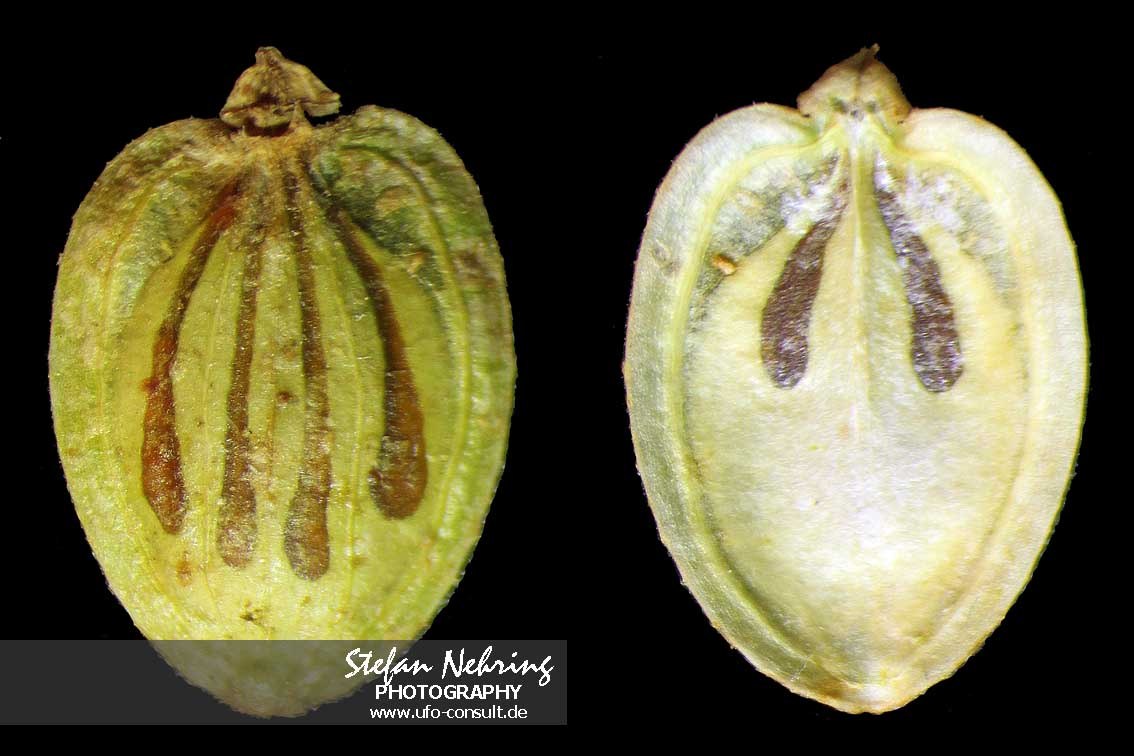 Heracleum mantegazzianum (Riesenbärenklau)