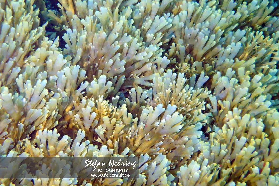 Rugulopteryx okamurae (Okamuras Braunalge)