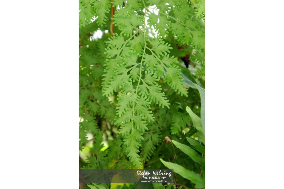 Lygodium japonicum (Japanischer Kletterfarn)