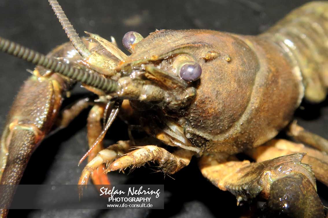 Pacifastacus leniusculus (Signalkrebs)