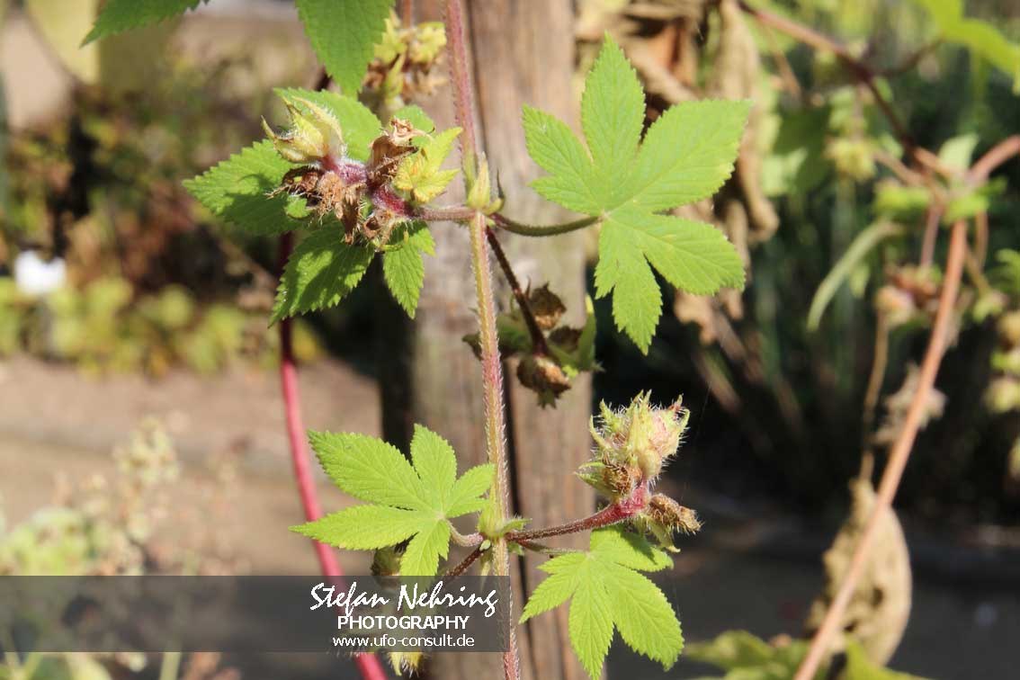 Humulus scandens (Japanischer Hopfen)