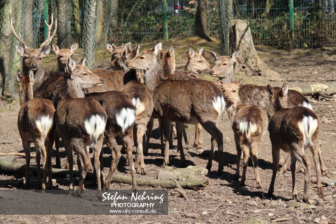 Cervus nippon (Sika)