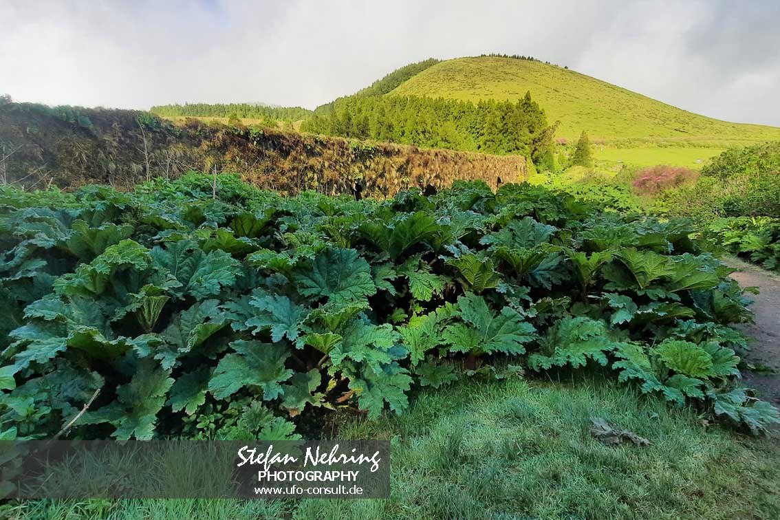 Gunnera tinctoria (Chilenischer Riesenrhabarber)