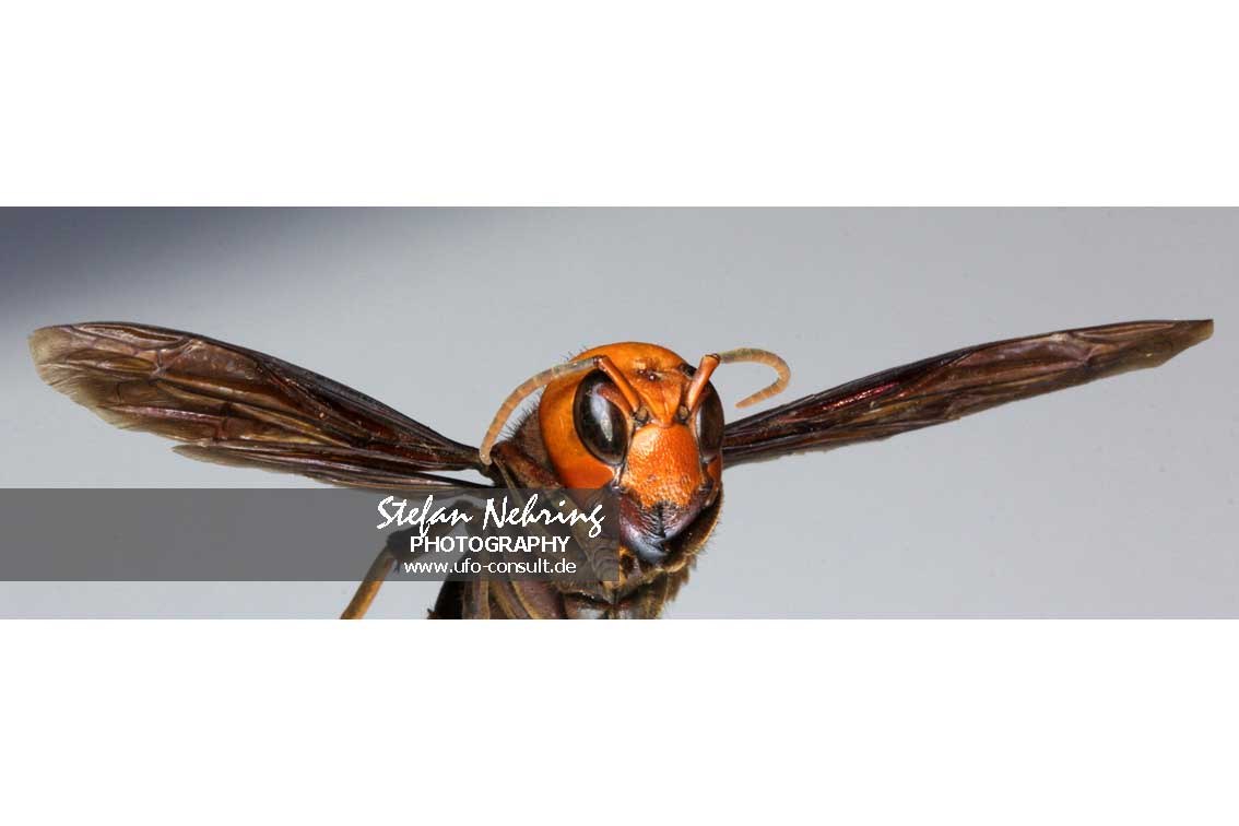 Vespa mandarinia (Asiatische Riesenhornisse)