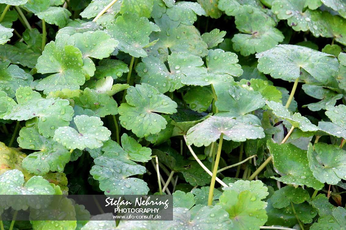 Hydrocotyle ranunculoides (Großer Wassernabel)