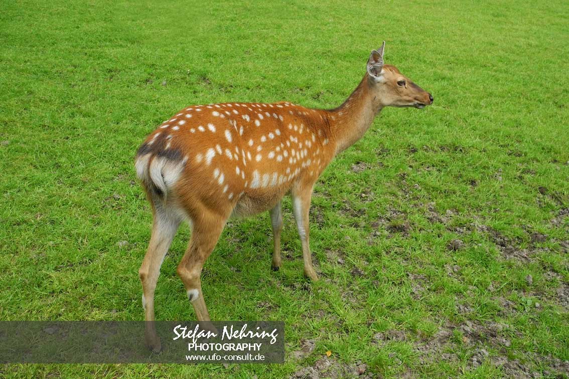 Cervus nippon (Sika)