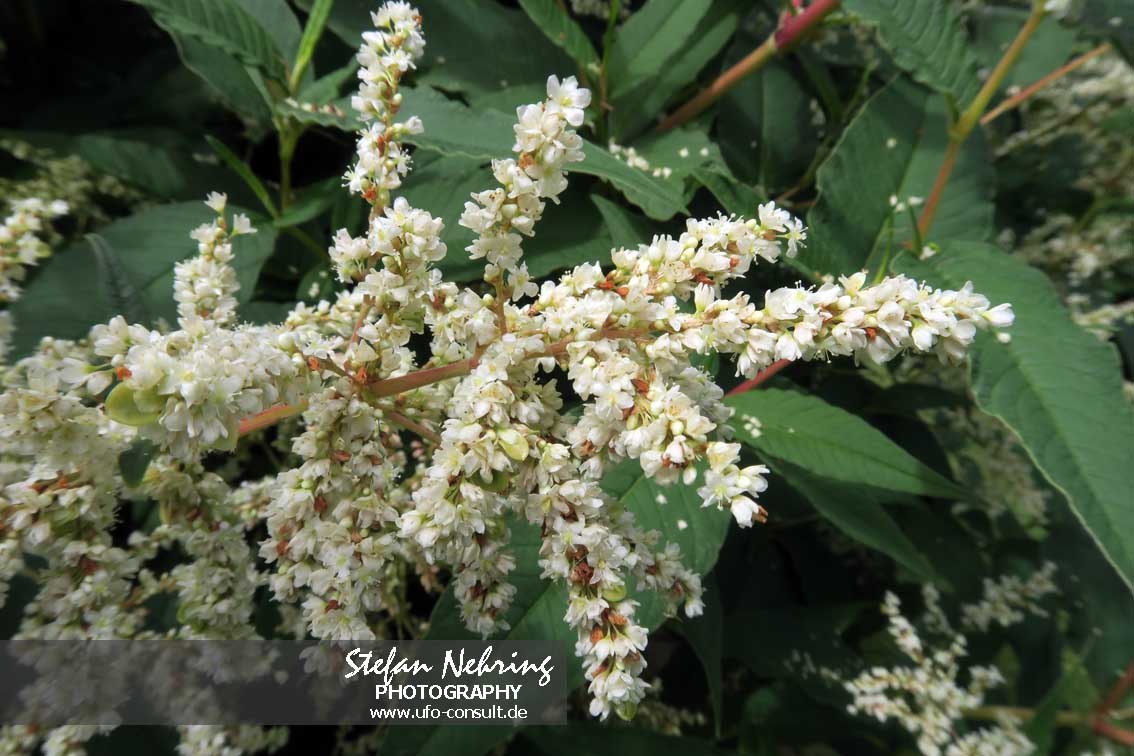 Koenigia polystachya (Flieder-Knöterich)