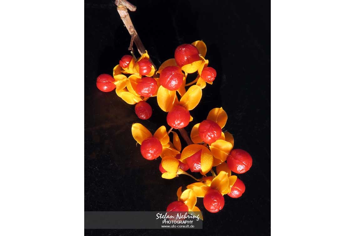 Celastrus orbiculatus (Rundblättriger Baumwürger)