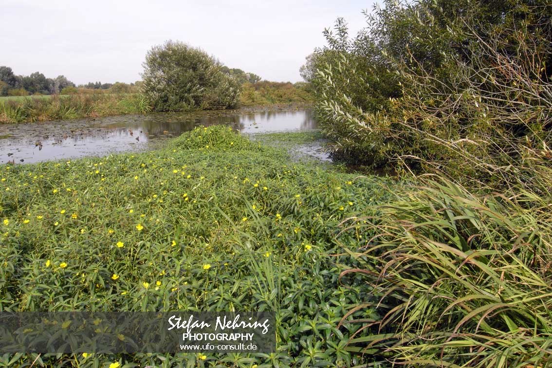 Ludwigia grandiflora (Großblütiges Heusenkraut)