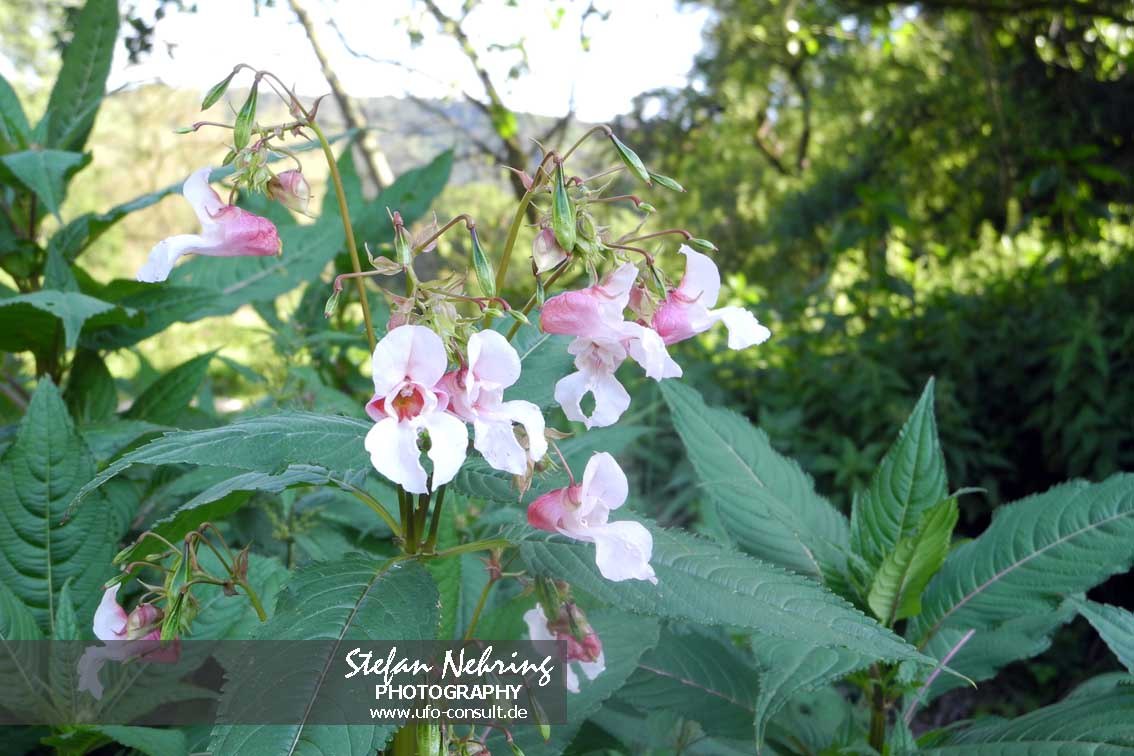 Impatiens glandulifera (Drüsiges Springkraut)