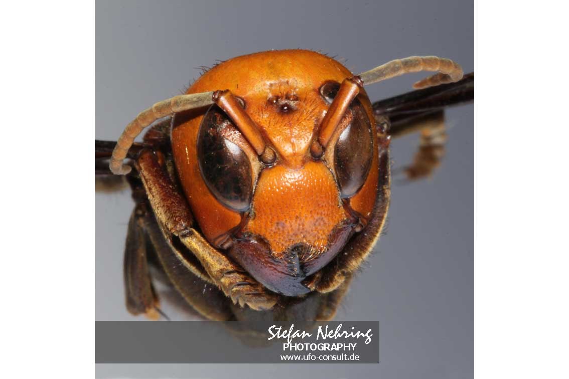 Vespa mandarinia (Asiatische Riesenhornisse)