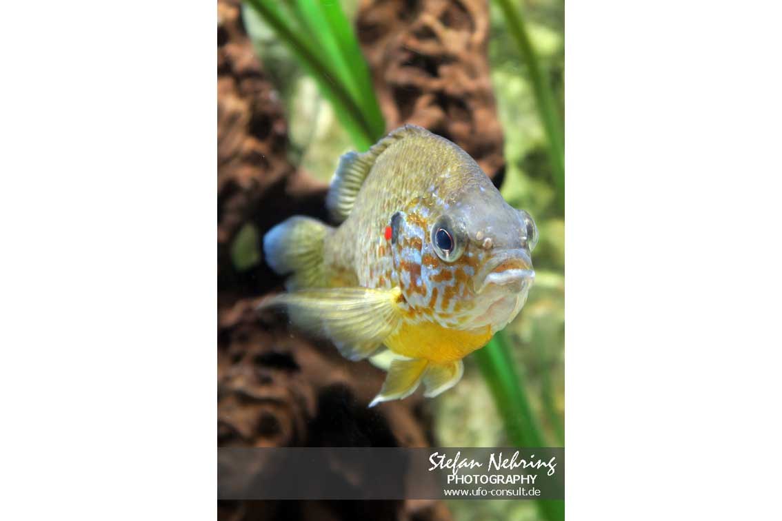 Lepomis gibbosus (Sonnenbarsch)