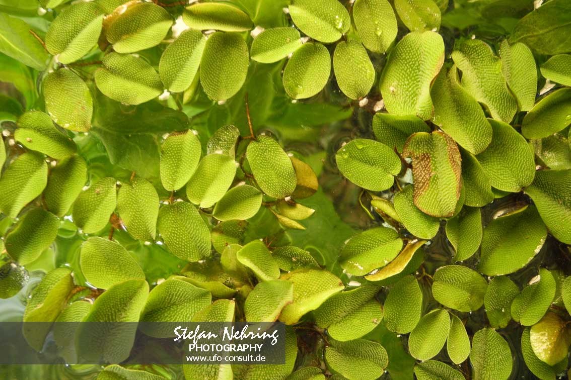 Salvinia molesta (Schwimmfarn)