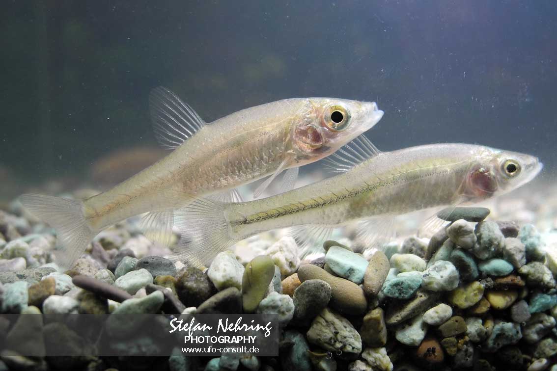 Pseudorasbora parva (Blaubandbärbling)