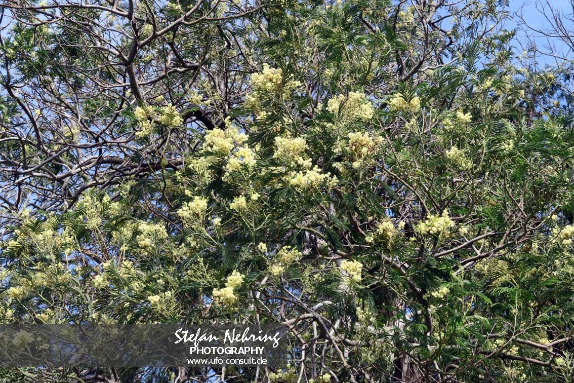 Acacia mearnsii (Schwarze Akazie)