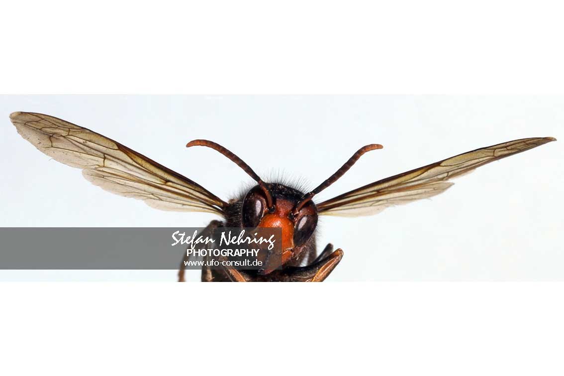 Vespa velutina nigrithorax (Asiatische Hornisse)