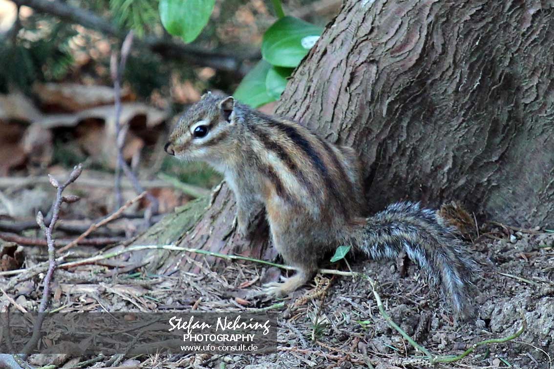 Tamias sibiricus (Sibirisches Streifenhörnchen)