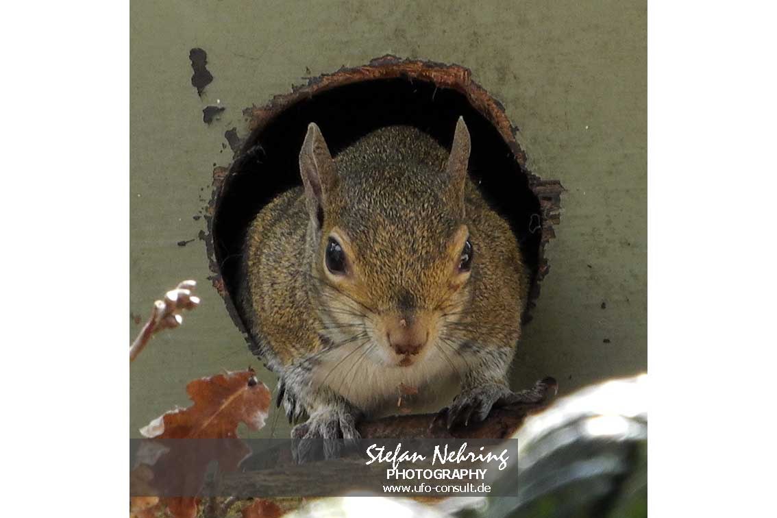Sciurus carolinensis (Grauhörnchen)