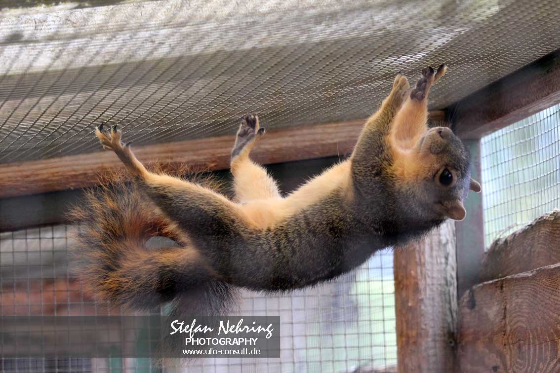 Sciurus niger (Fuchshörnchen)