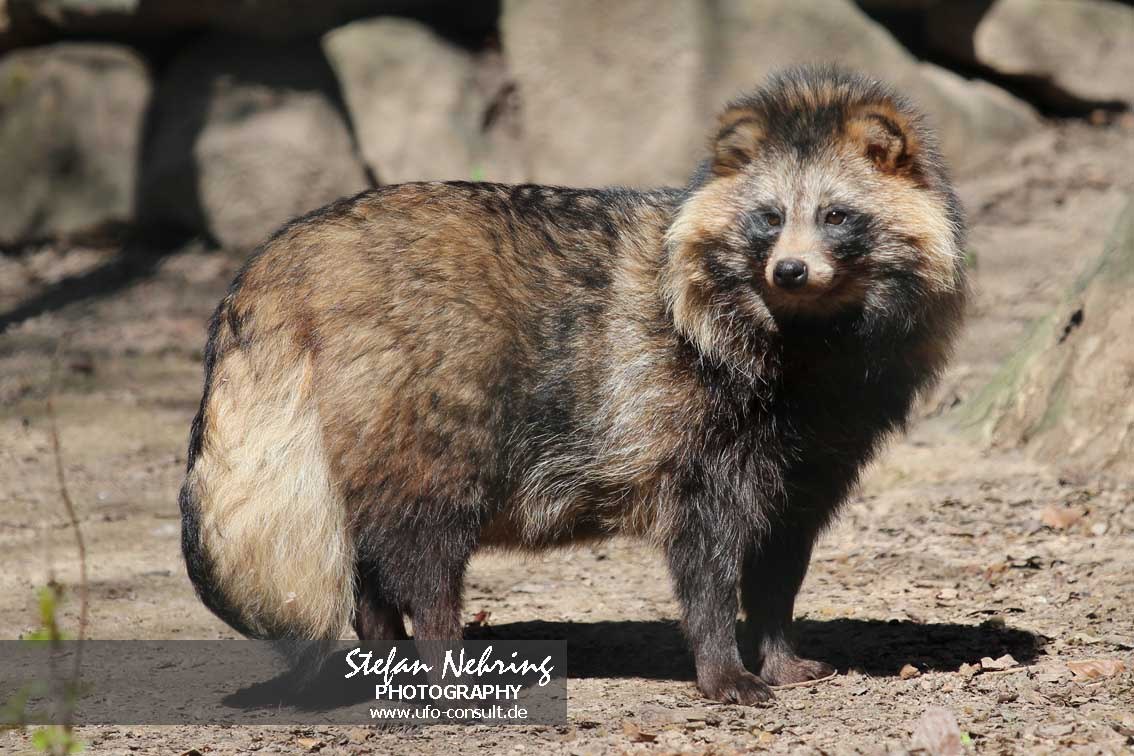 Nyctereutes procyonoides (Marderhund)
