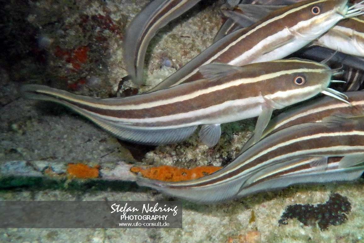 Plotosus lineatus (Gestreifter Korallenwels)