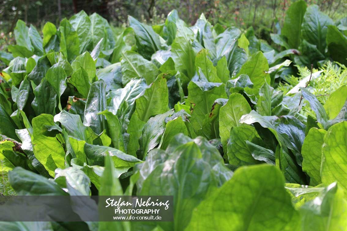 Lysichiton americanus (Gelbe Scheincalla)