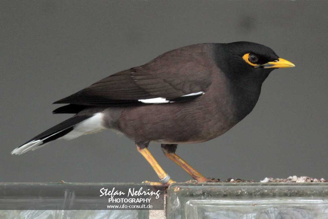 Acridotheres tristis (Hirtenmaina)