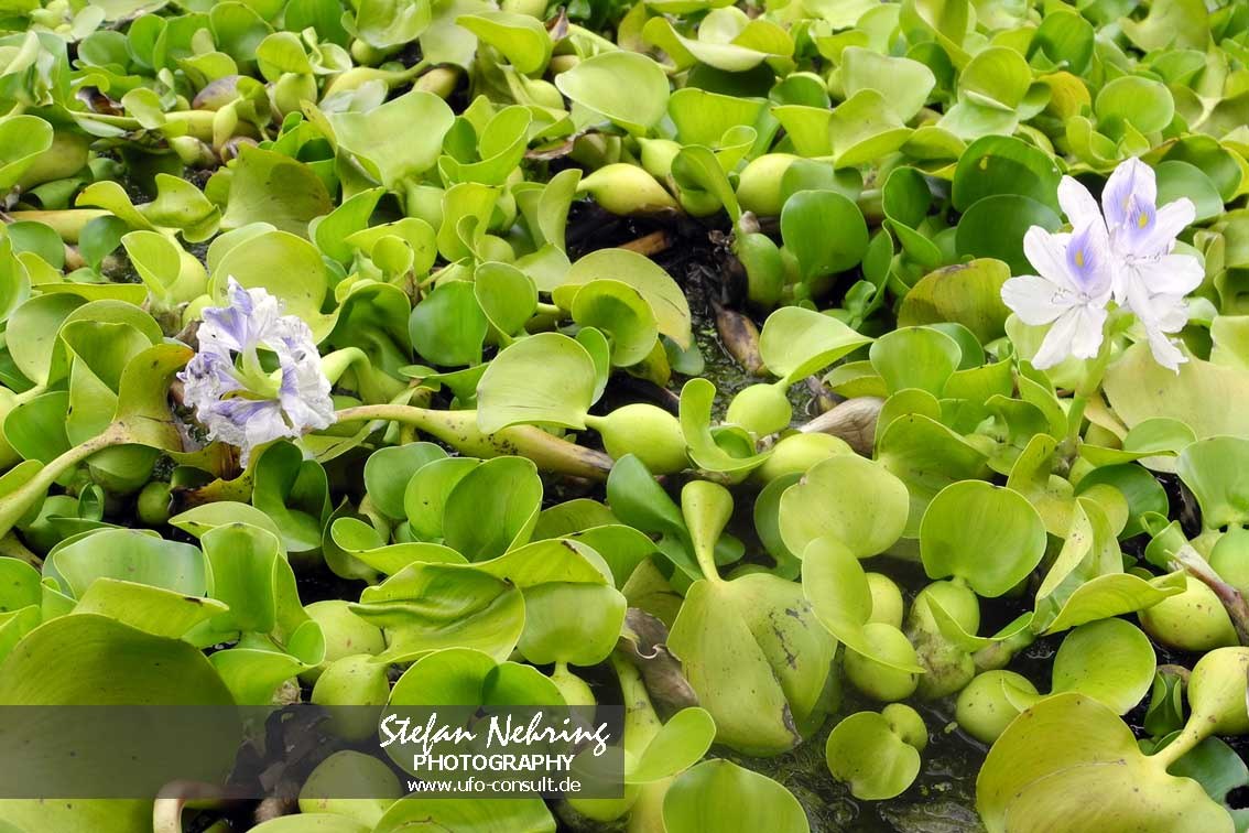 Pontederia crassipes (Wasserhyazinthe)