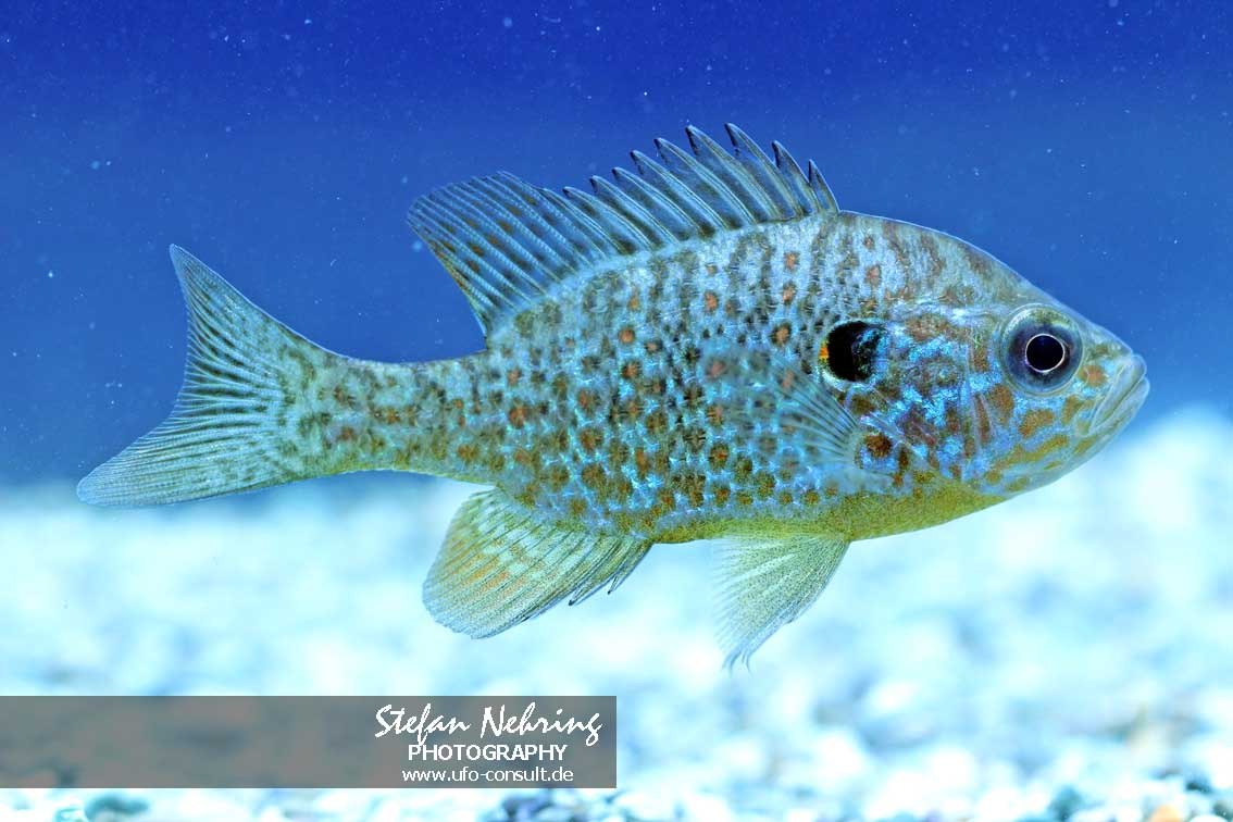Lepomis gibbosus (Sonnenbarsch)