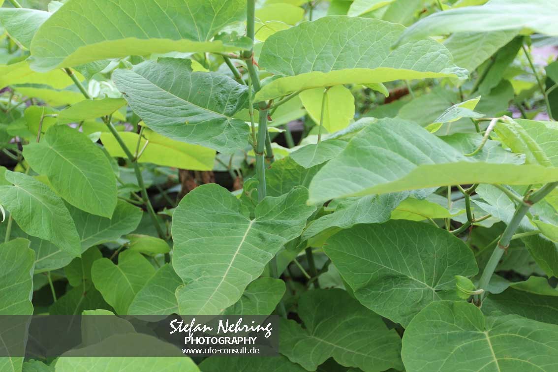 Reynoutria × bohemica (Bastard-Staudenknöterich)