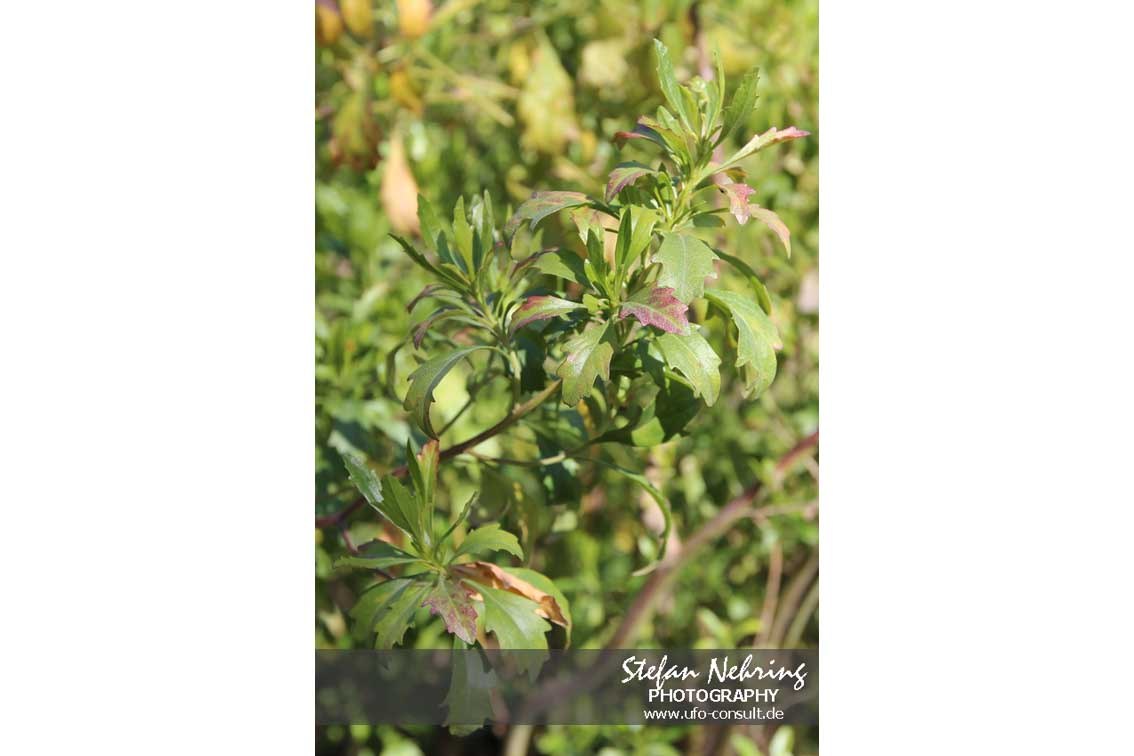 Baccharis halimifolia (Kreuzstrauch)